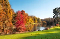 otoño, temporada, naturaleza, árbol, hoja