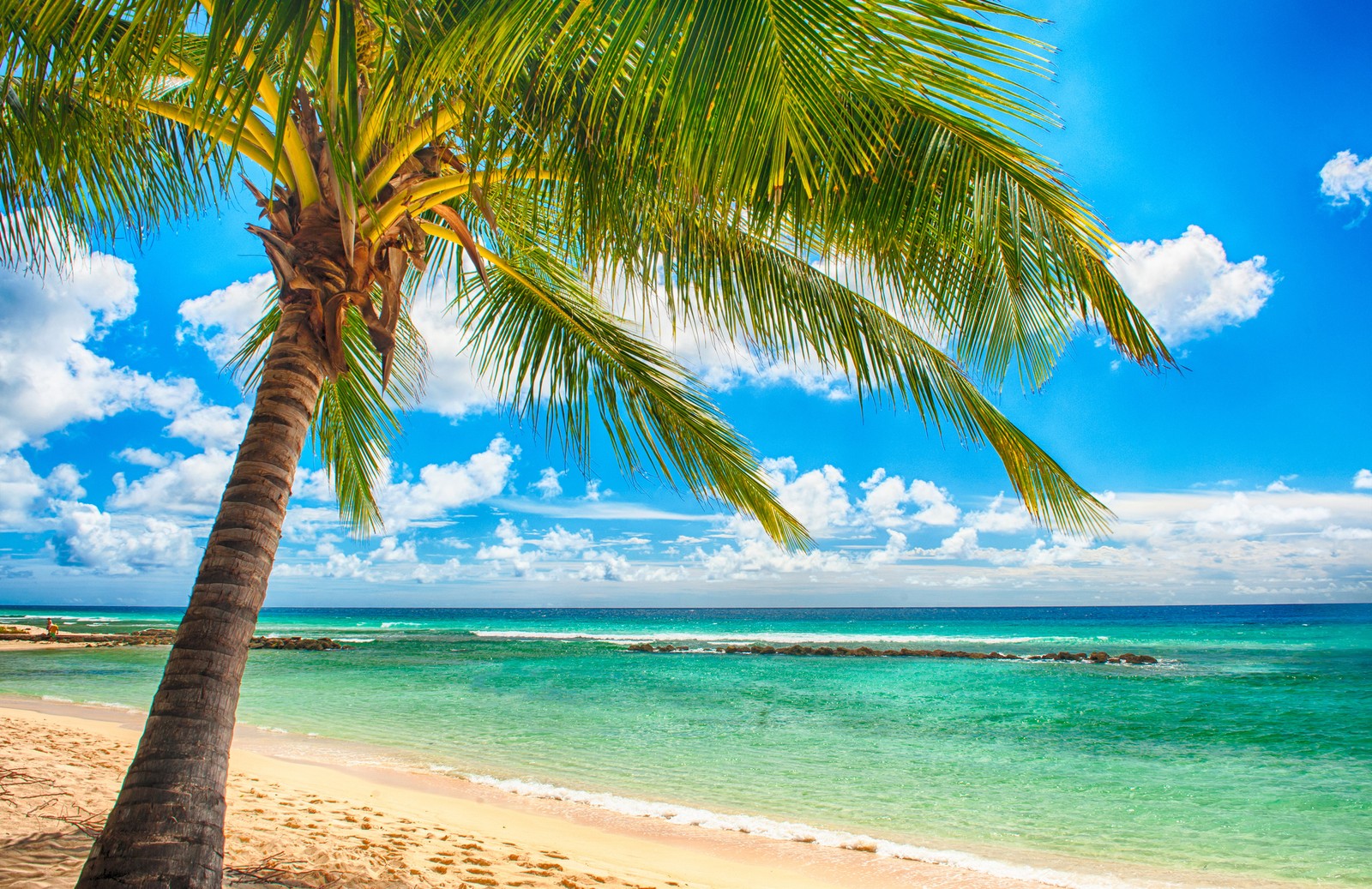 Un palmier sur la plage avec de l'eau bleue et des nuages (plage, rivage, océan, mer, tropiques)