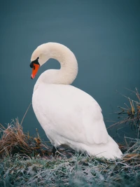 water bird, bird, swan, beak, ducks geese and swans