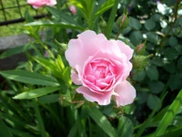 Zarte rosa Floribunda-Rose in Blüte