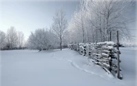 Maravilha de inverno: árvores cobertas de geada e paisagem nevada