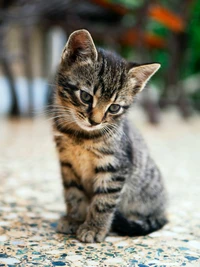 chat, american shorthair, havana brown, british shorthair, chat tigré