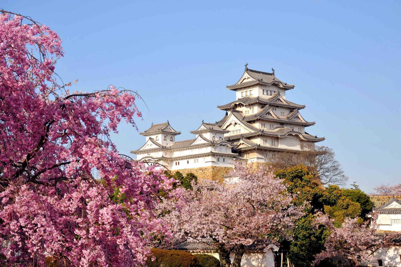 Eine aussicht auf ein schloss mit vielen bäumen davor (himeji schloss, kirschblüte, blume, blüte, pflanze)