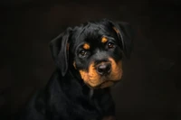 Adorável filhote de Rottweiler com olhos expressivos