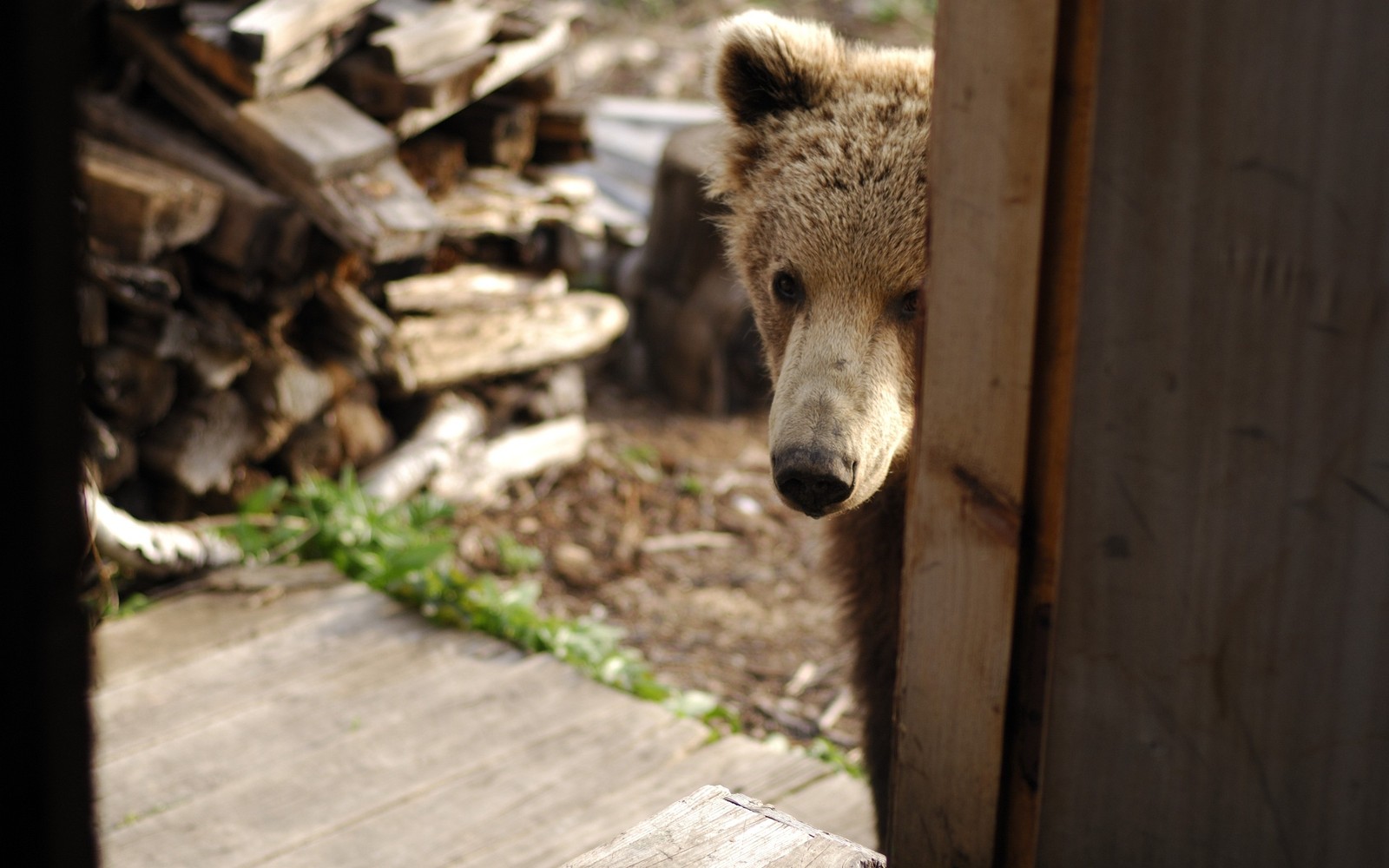 Il y a un ours brun qui regarde par une porte (ours polaire, ours grizzly, faune, museau, zoo)