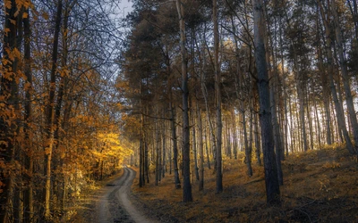 Golden Autumn Pathway through the Tranquil Forest