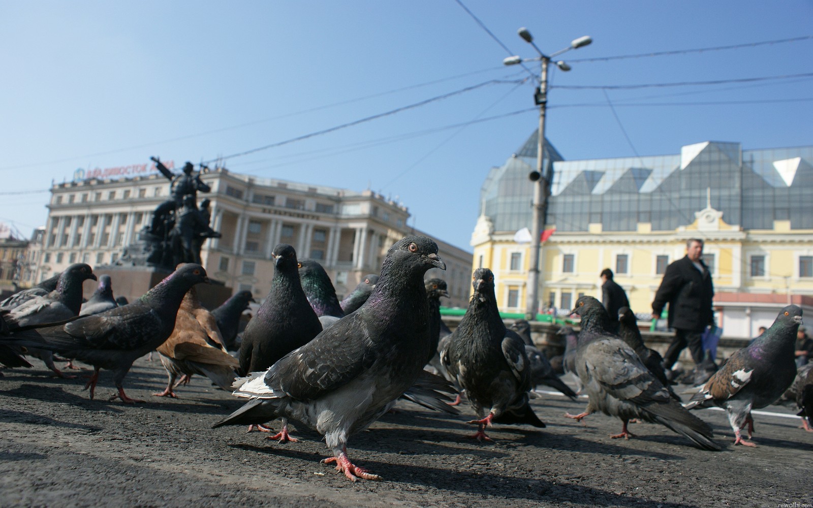 Hay palomas caminando por la calle frente a un edificio (ave, edificio, infraestructura, ventana, pico)