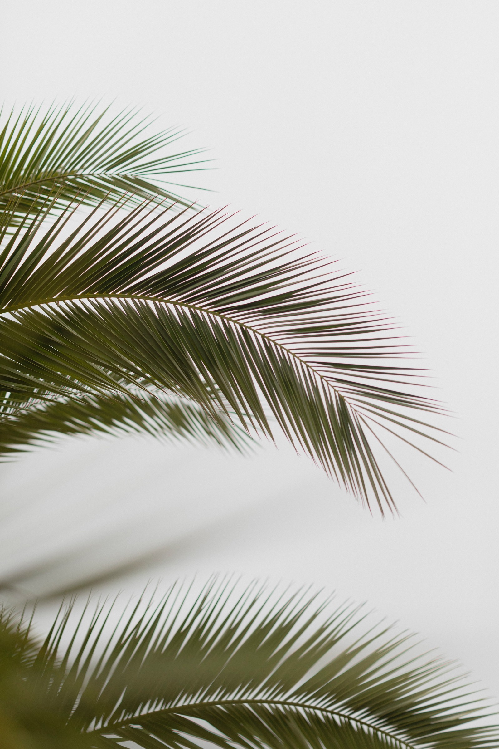 There is a large bird flying over a palm tree (leaf, palm trees, tree, vegetation, palm tree)