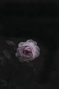 Delicate Pink Rose Blooming in Darkness