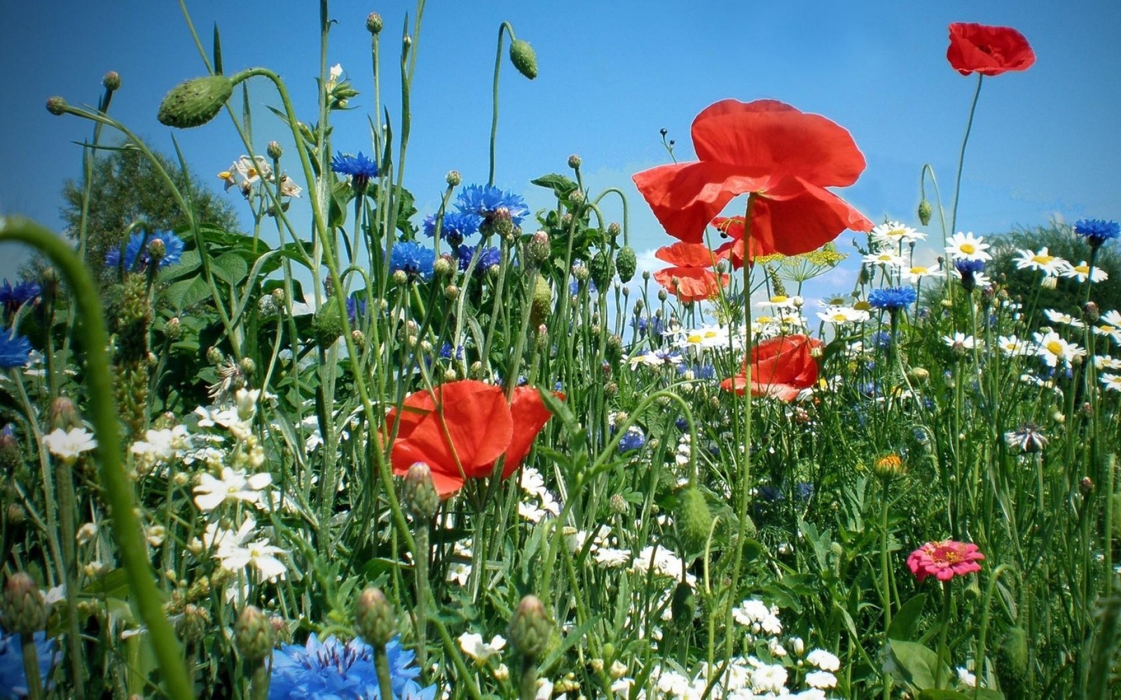 Hay muchas flores diferentes en el campo con un cielo azul (pradera, planta, flor silvestre, familia de las amapolas, margarita común)