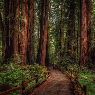 bosque, naturaleza, camino, árbol, bosques