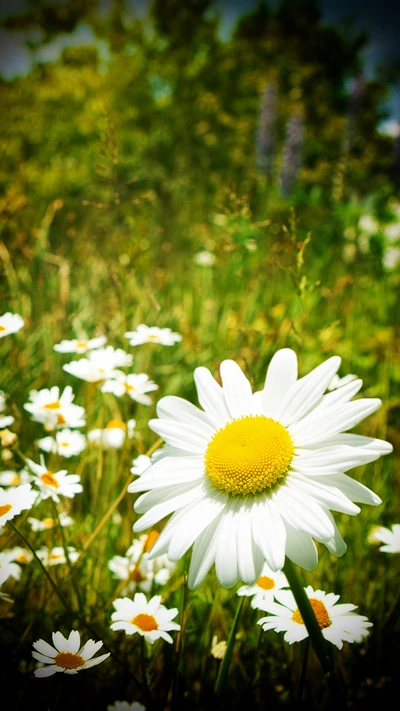 beauté, marguerites, fleur, amour, nature