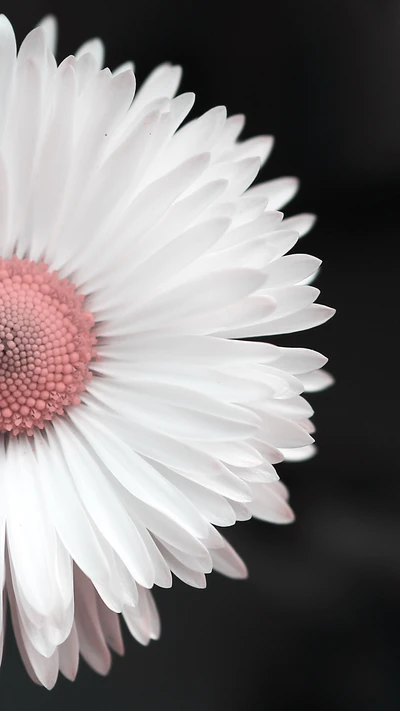 flower, white