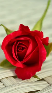 bud, flower, rose, surface wallpaper