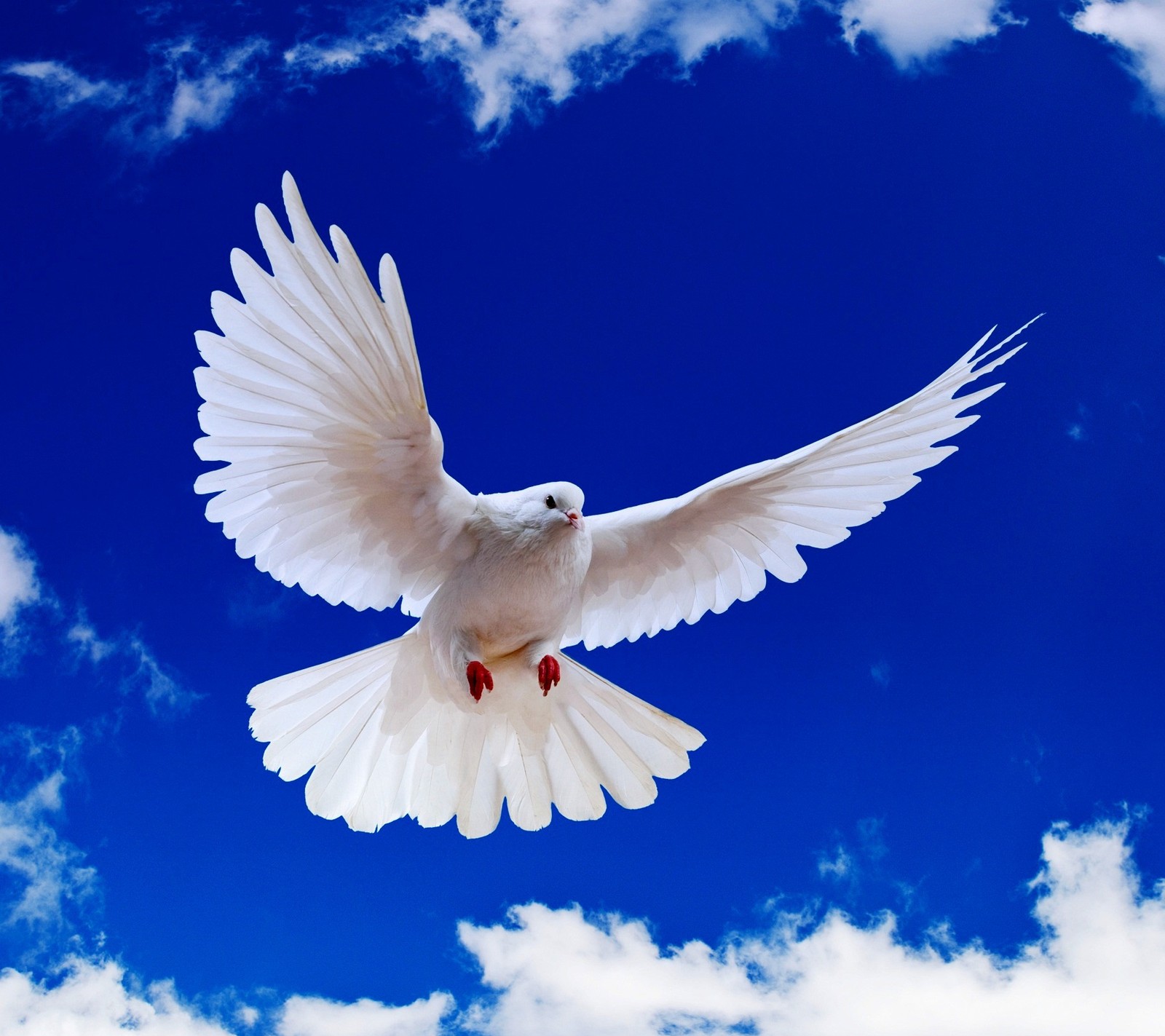 galaxy, peace, pigeon Download Wallpaper