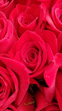 Rosas vermelhas vibrantes em plena floração