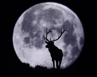 Silhouette of a stag with antlers against a full moon backdrop.