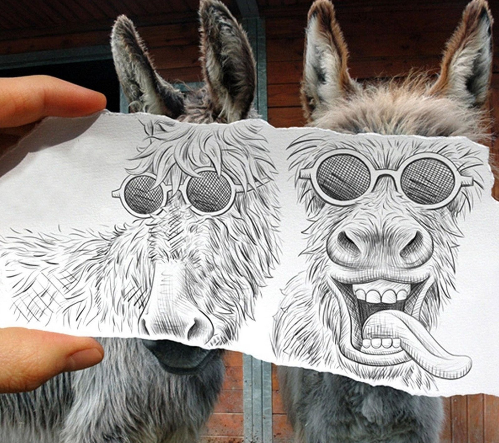 Someone holding a piece of paper with a drawing of two donkeys (2013, 3d, best, galaxy, hd)