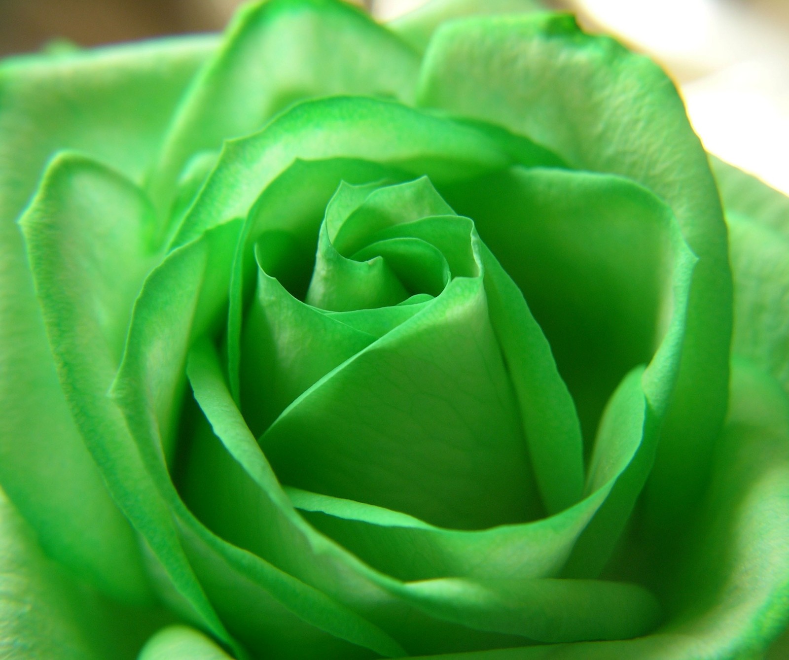 There is a close up of a green rose flower with a blurry background (flower, green rose)