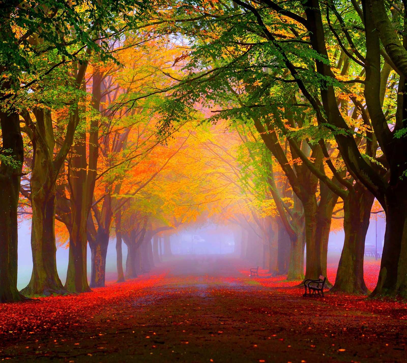 Baixar papel de parede outono, verde, vermelho, árvores, amarelo