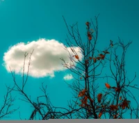 Einsame Wolke über kahlen Baumästen