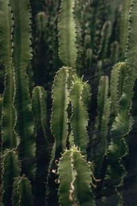 Coleção de adesivos de cactos verdes vibrantes