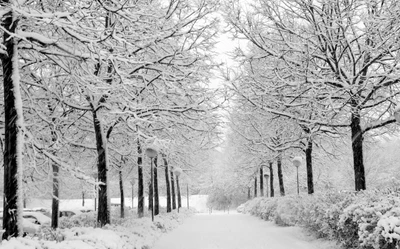 bonito, neve, árvores, branco, inverno