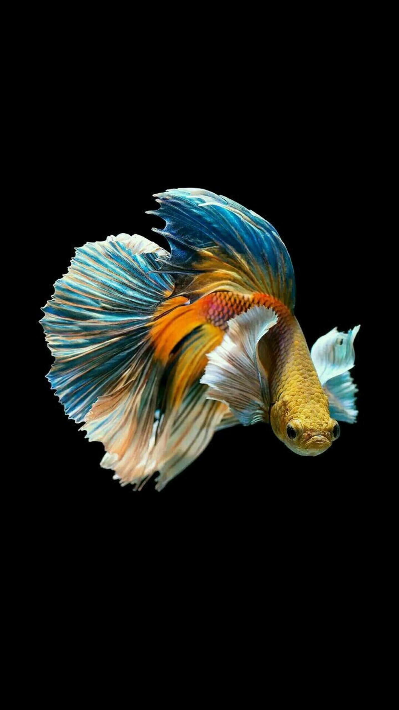 betta, fish wallpaper