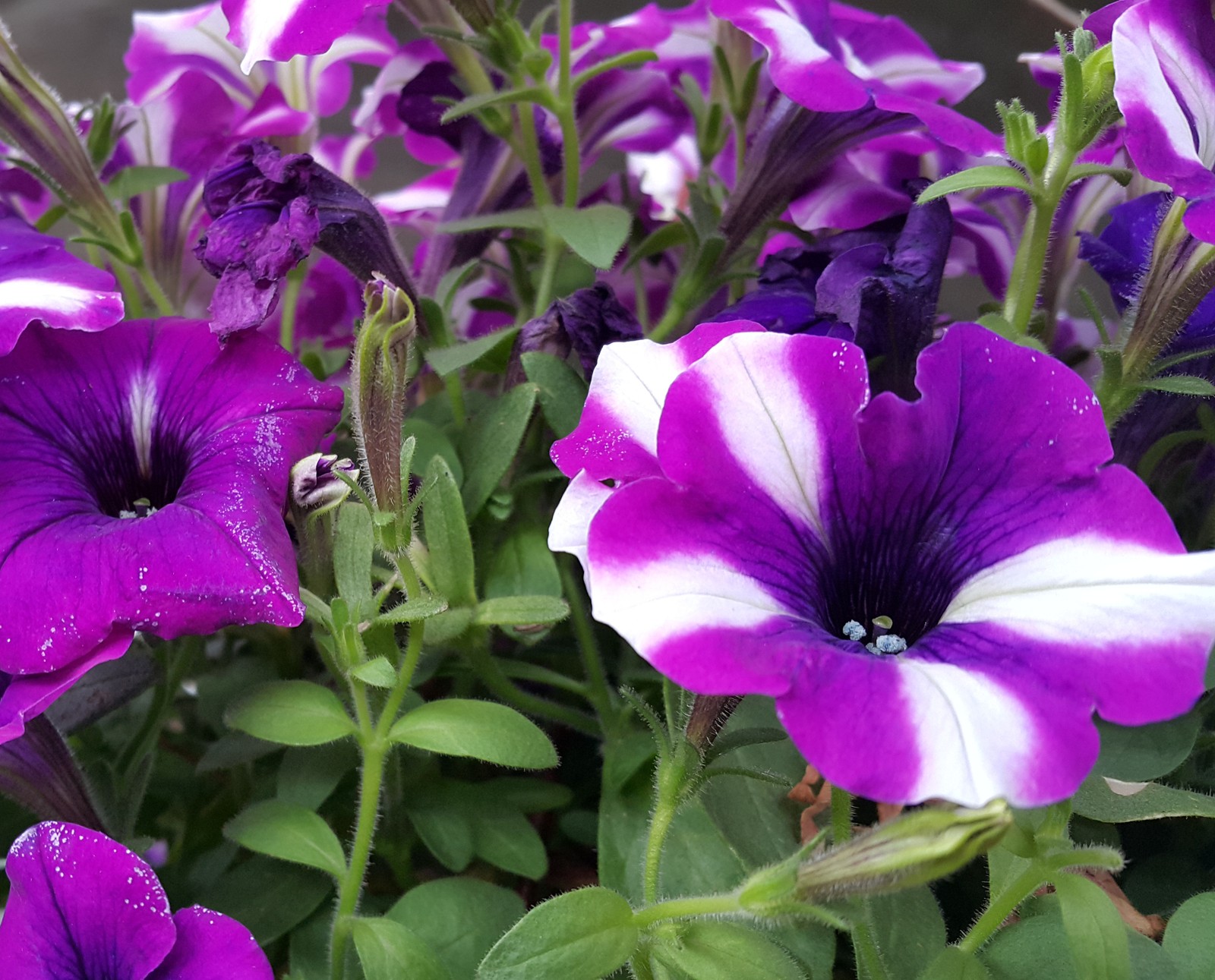 Lila und weiße blumen in einem topf mit grünen blättern (blau, blume, macro, natur)