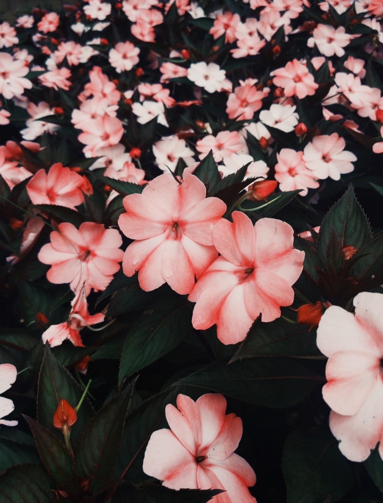 Hay muchas flores rosas que están creciendo en el suelo (capa, flor rosa, flores, flores rosas, fondo)