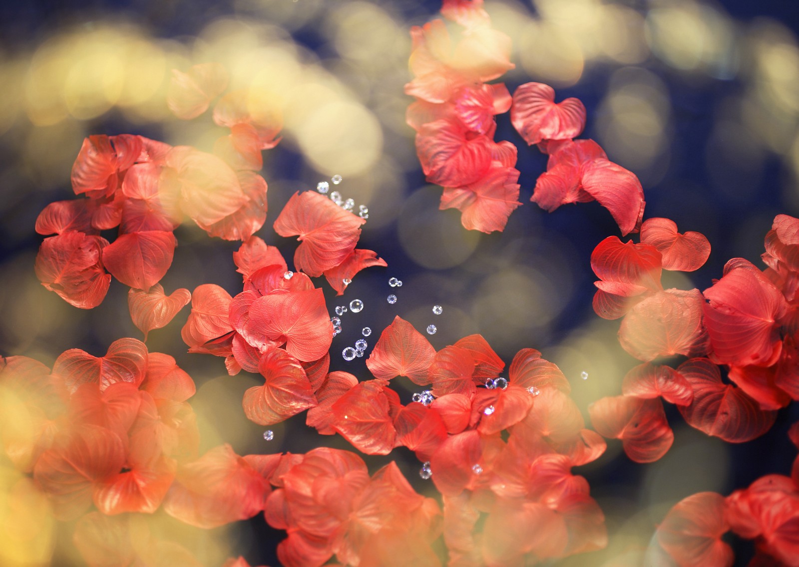 Il y a beaucoup de fleurs rouges flottant dans un étang d'eau (fleur, rouge, pétale, printemps, floraison)