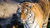 Tigre sibérien majestueux dans son habitat naturel