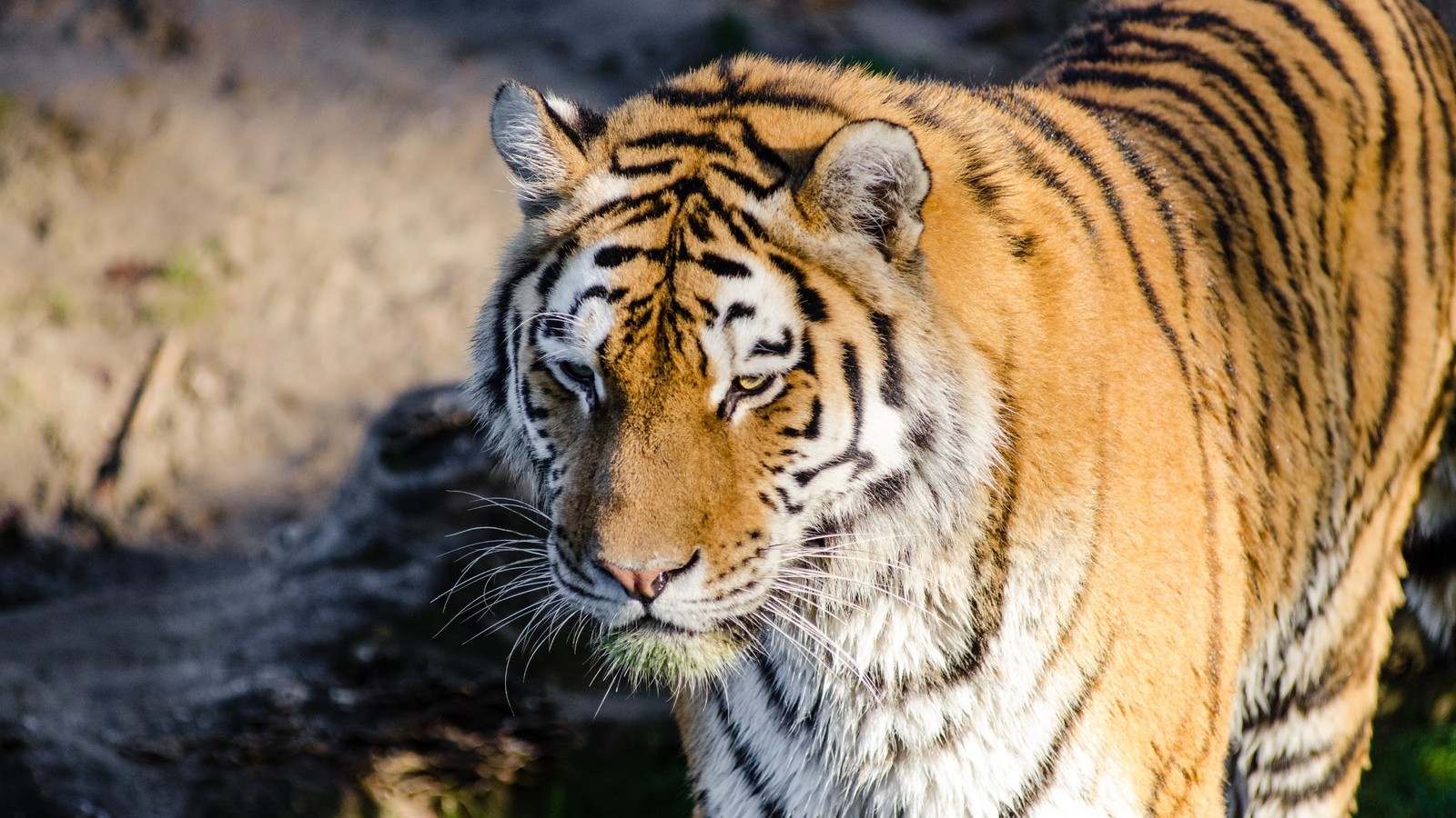 siberian tiger, white tiger, tiger, wildlife, terrestrial animal wallpaper