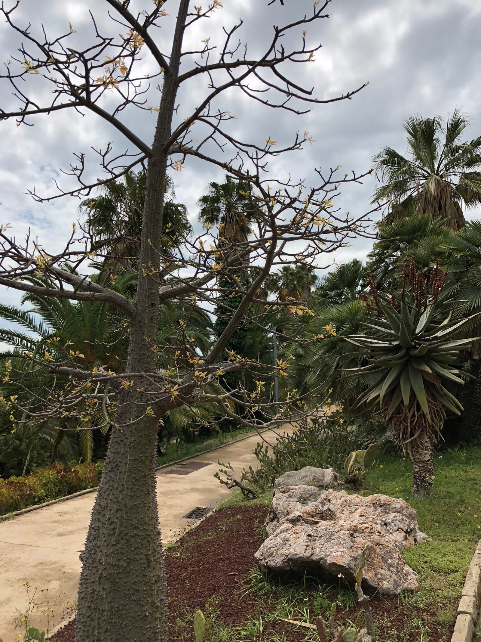 Hay un árbol que está de pie junto a una roca (vegetación, palmeras, biología, ciencia, ramo)