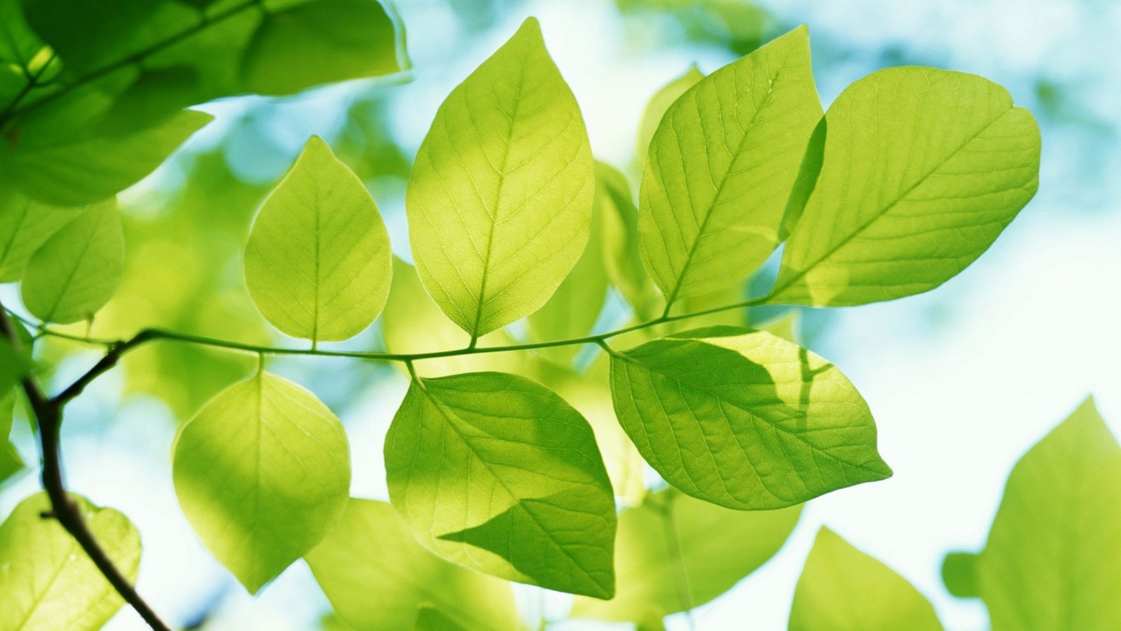 A close up of a green leafy tree branch with bright sunlight (leaf, plant, tree, green, branch)