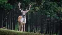 Majestätischer Hirsch in einer ruhigen Waldumgebung