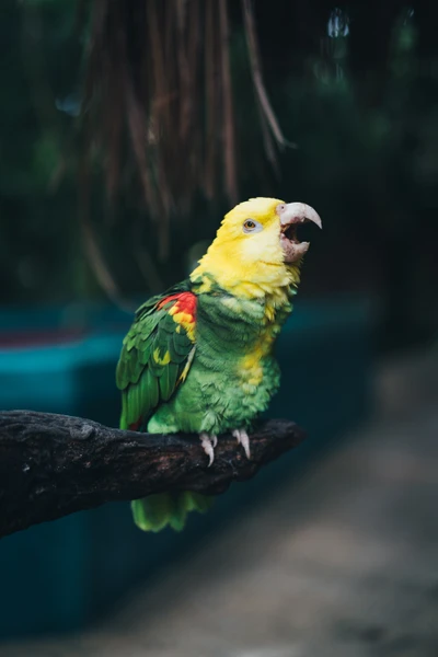 Loro colorido posado en una rama