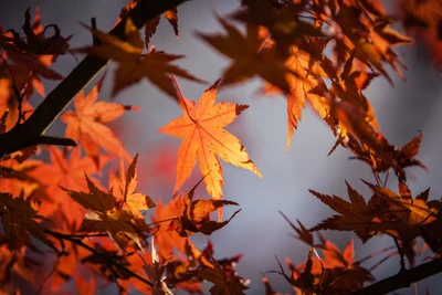 Feuilles d'érable rouges et orange vives contre un doux fond de ciel