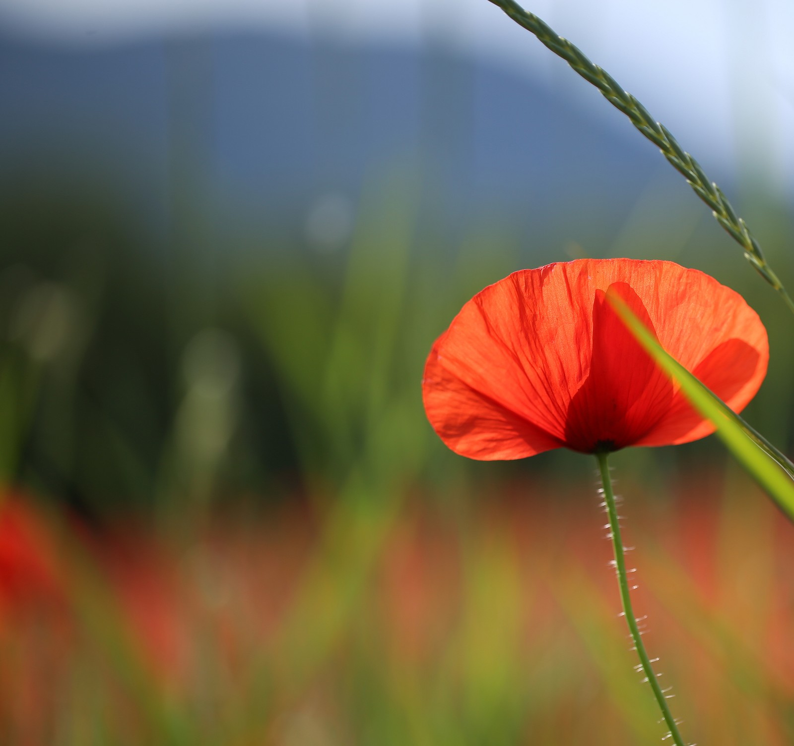 Il y a une fleur rouge au milieu d'un champ (coquelicot, pétale, graines de pavot, information, fleur)