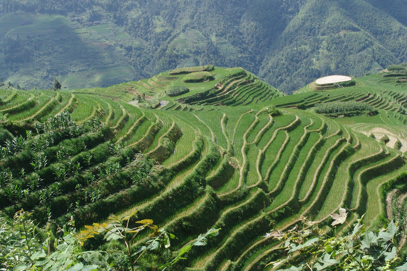 Terraços árabes em uma área montanhosa com uma casa branca (china, terras altas, terraço, estação de montanha, agricultura)