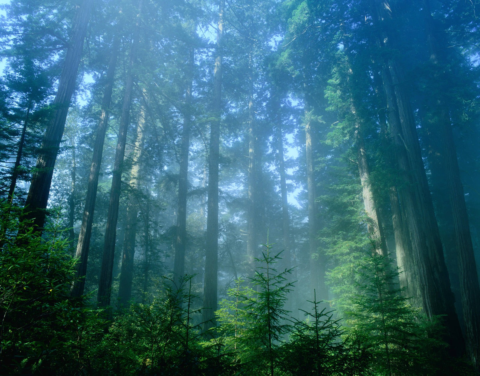 Imagem estilizada de uma floresta com árvores altas e névoa (floresta, natureza, vegetação, vida, ecossistema)