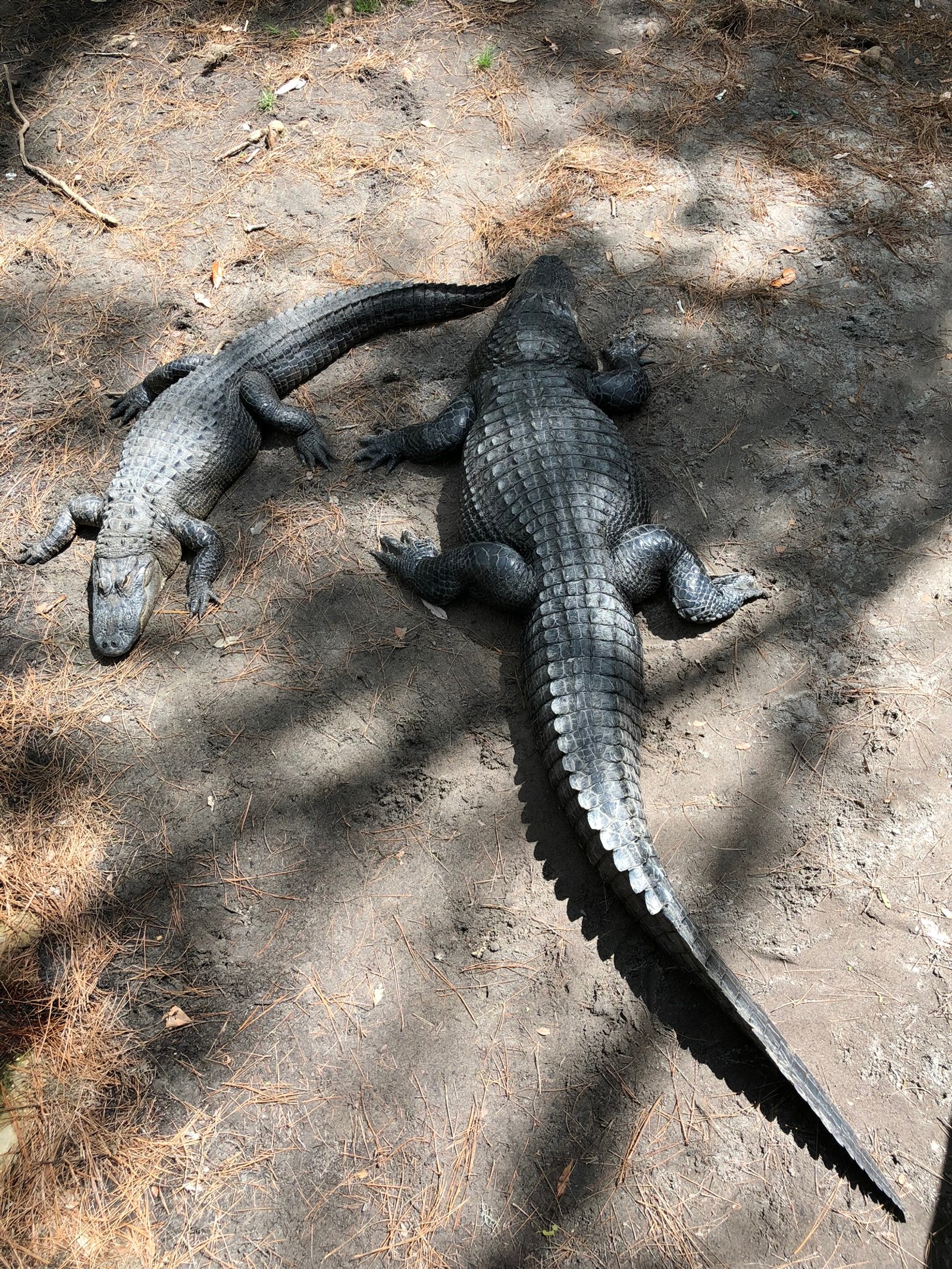 Il y a un grand alligator couché sur le sol. (crocodile, lézard, animal terrestre, science, biologie)