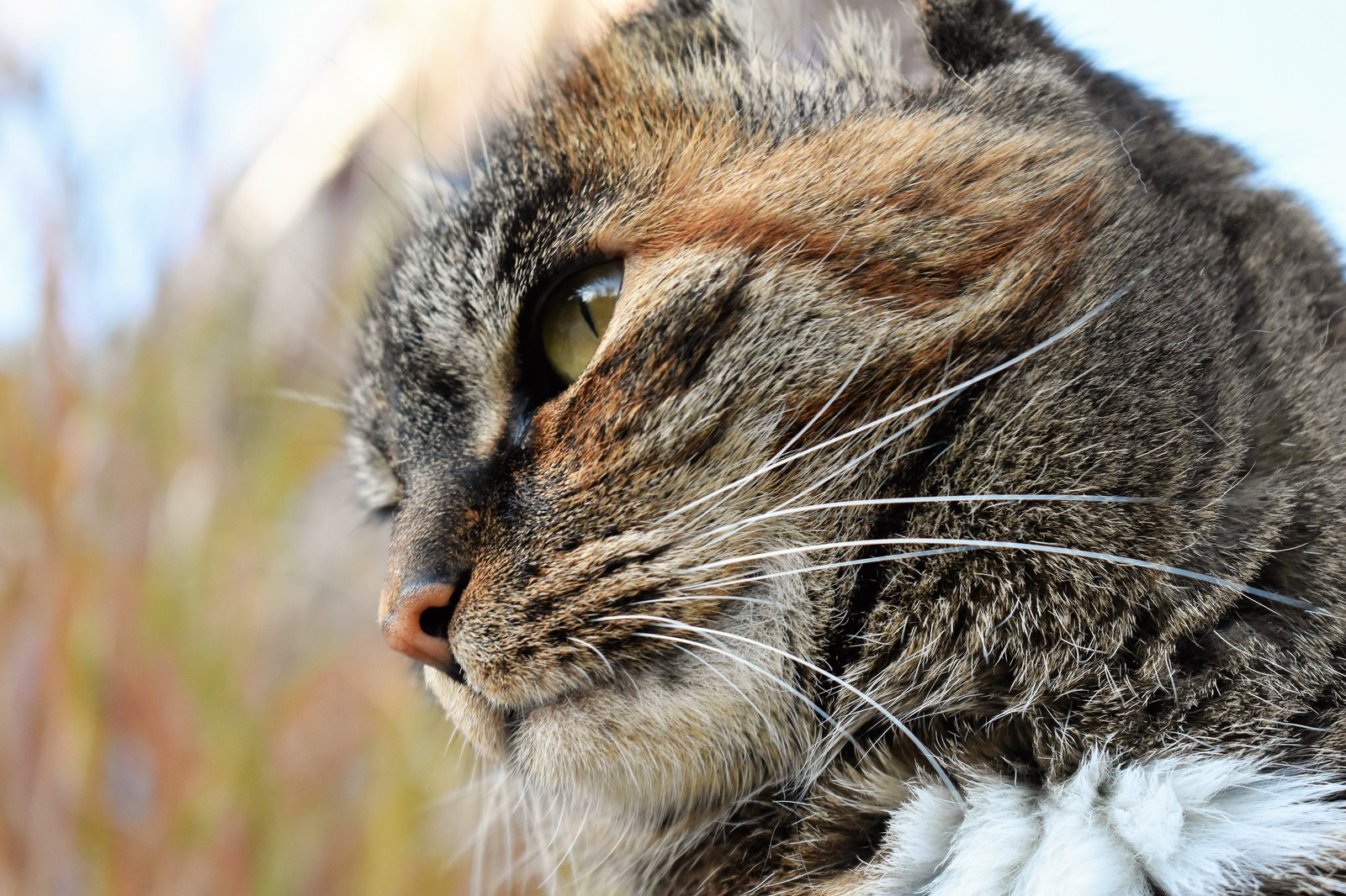 Eine katze sitzt auf einer bank und schaut auf etwas (getigerte katze, wildkatze, schnurrhaare, kätzchen, schnauze)