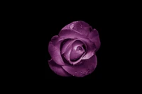 Rose violette vibrante avec des gouttes de rosée sur un fond noir