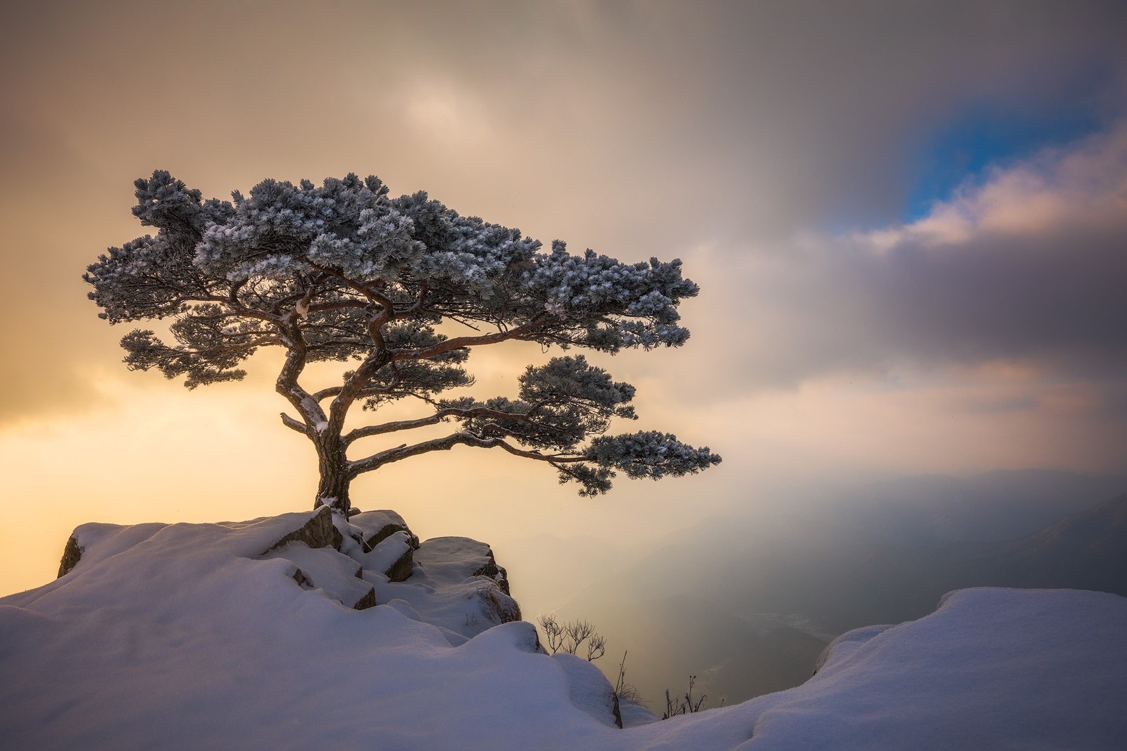 Descargar fondo de pantalla árbol, pino, nieve, invierno, nube