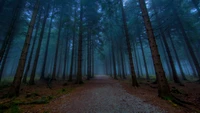 Sentier brumeux à travers une forêt tranquille d'épicéas