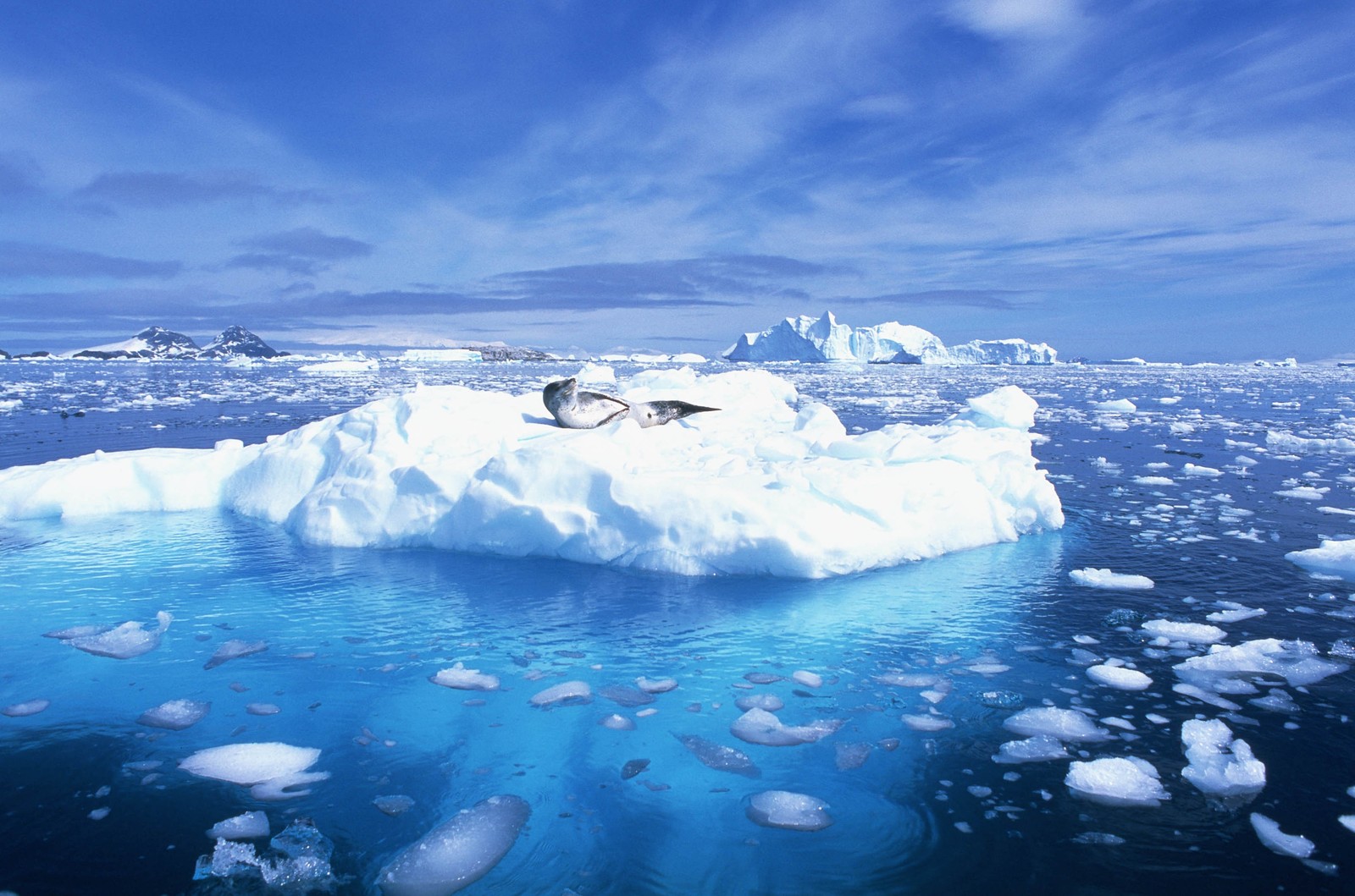 Uma foca em um iceberg no oceano (oceano ártico, oceano, gelo, gelo marinho, iceberg)