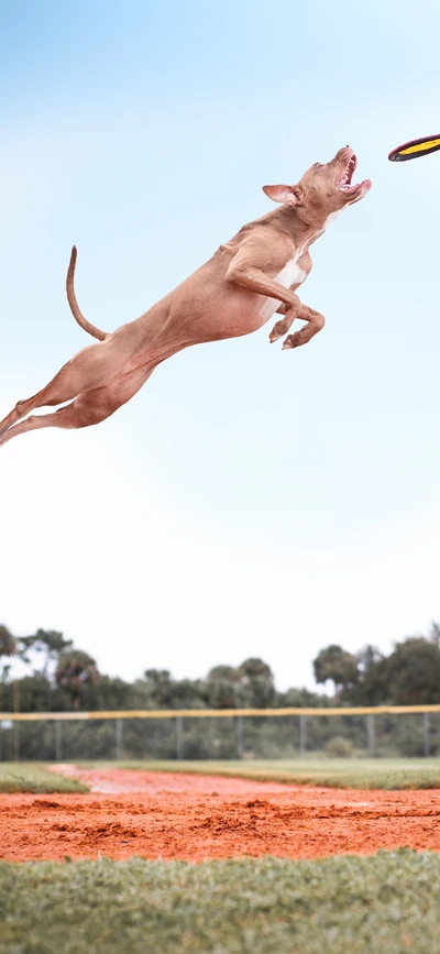 Cachorro alegre pulando por um frisbee na natureza