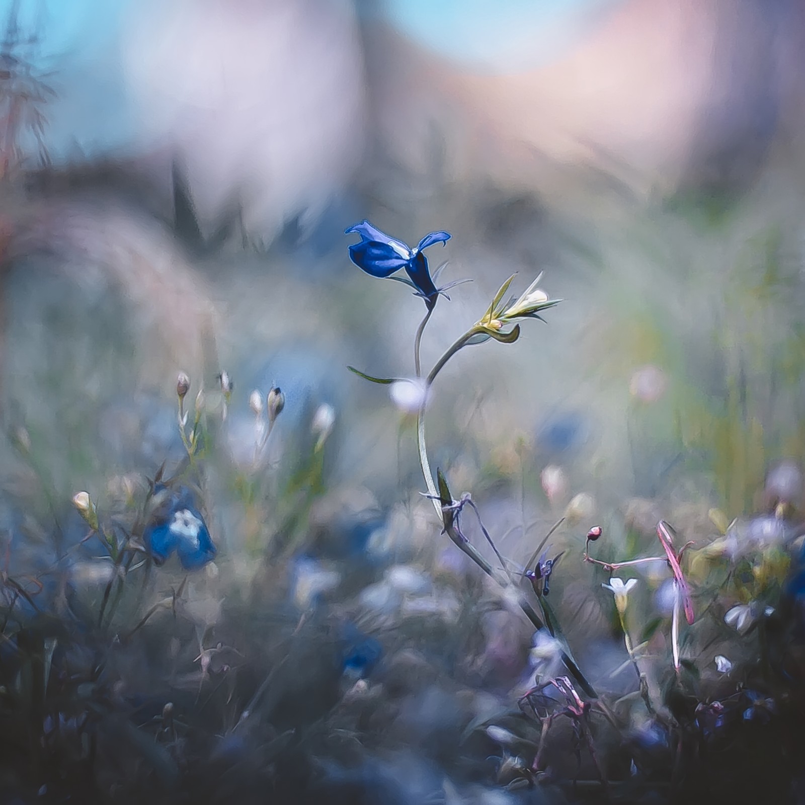 There is a blue flower that is growing in the grass (flora, plant, atmosphere, flower, natural environment)