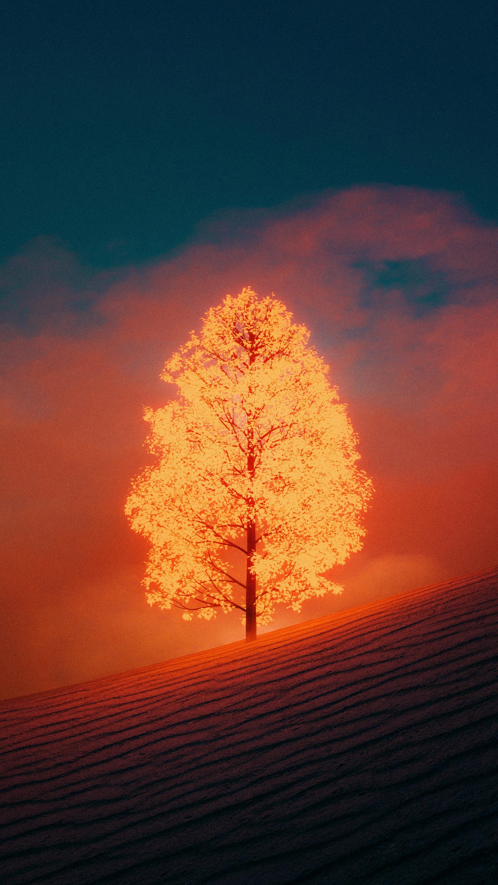 Il y a un arbre solitaire au milieu d'un champ (nuage, atmosphère, arbre, plante, ambre)